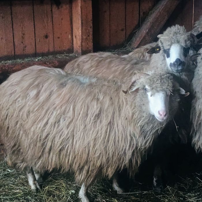 3 oi disponibile 2 de 3 miei și 1 de 5