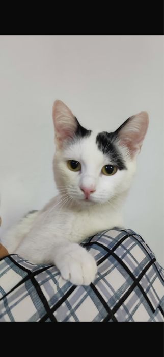 Лапотулька Филя!