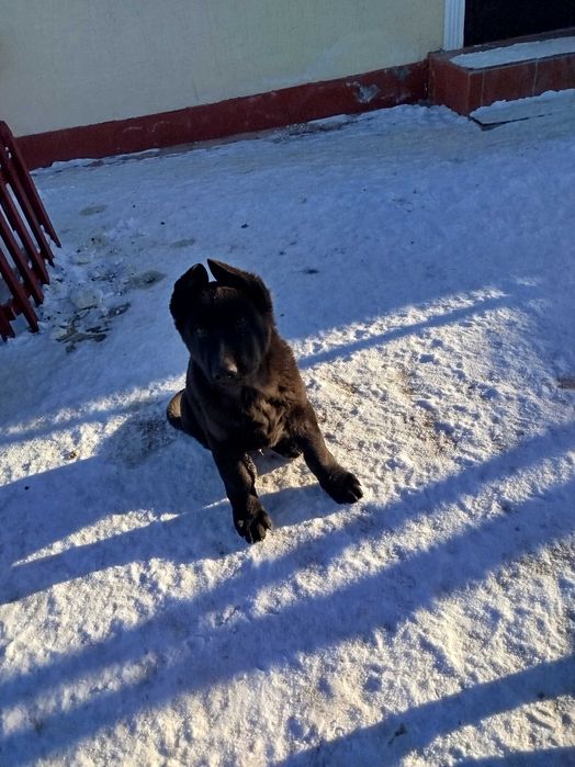 Щенки немецкой овчарки