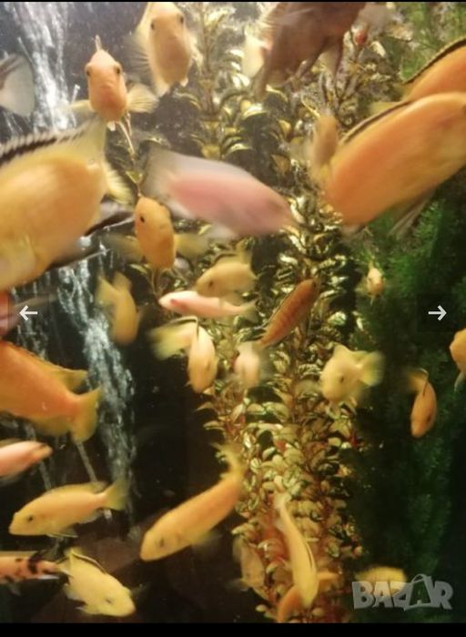 Продавам нови аквариуми и асесоари