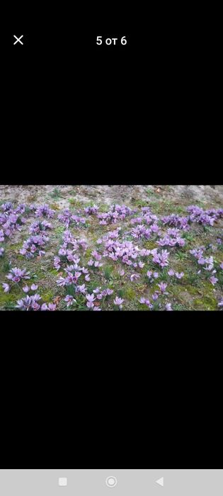 Продавам шафран първо качество