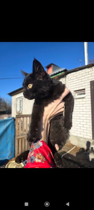 Котята бесплатно