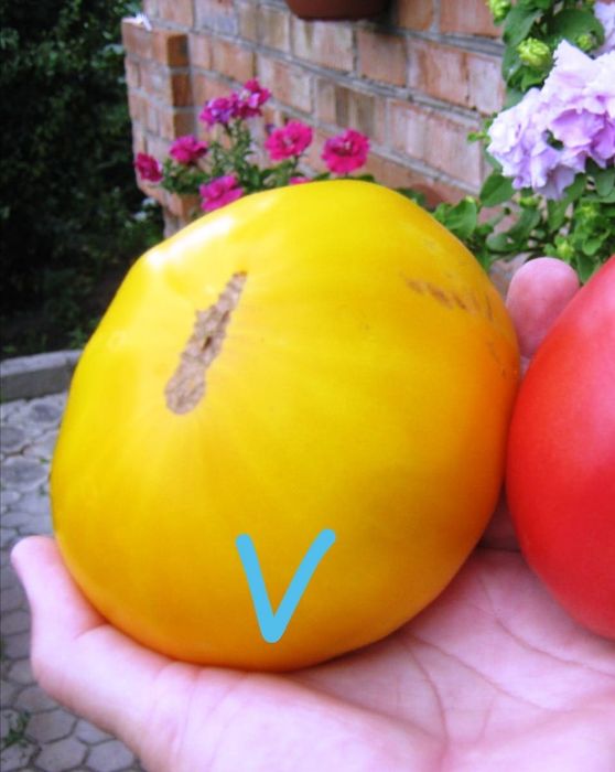 СЕМЕНА  томатов,  сорта разные(не гибриды)