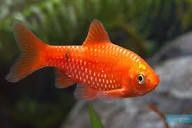 Chonchonius.       .