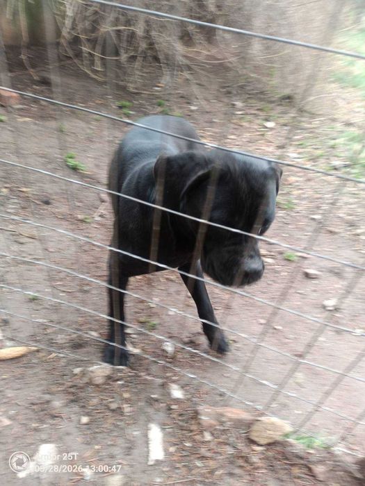 Спешно: Кане корсо търси дом