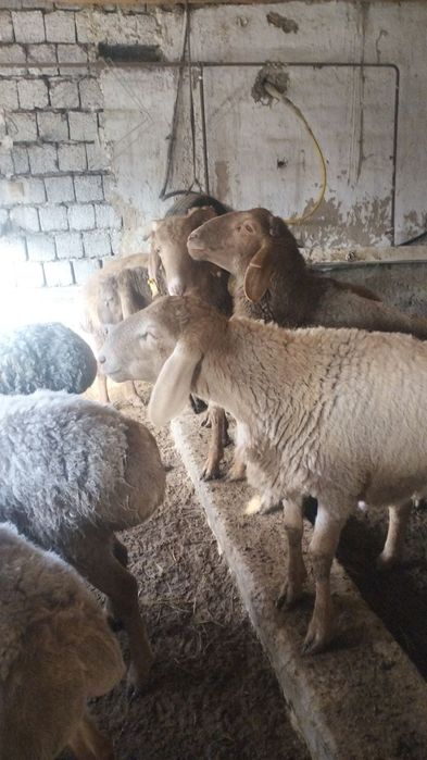 Arashan Qoʻzi qoʻchqor sotiladi