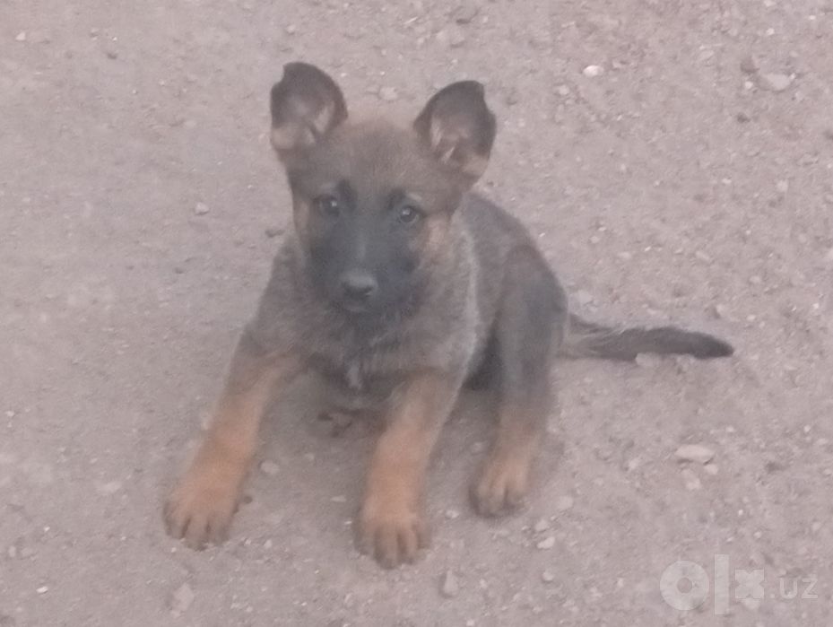 Belgiya avcharka malinuva