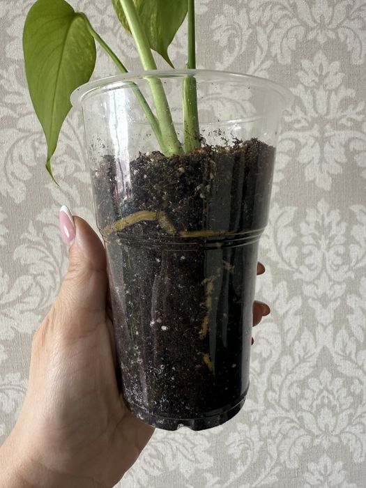 Монстера редкая 15000 тенге