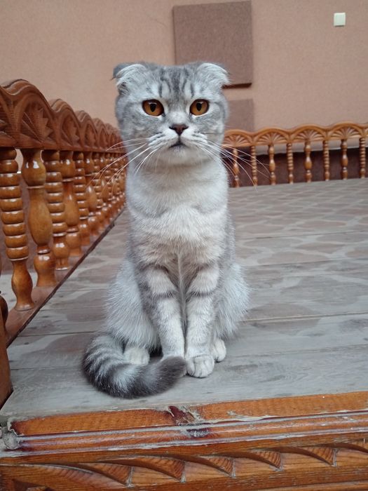 Котята (парода скотш фолд)