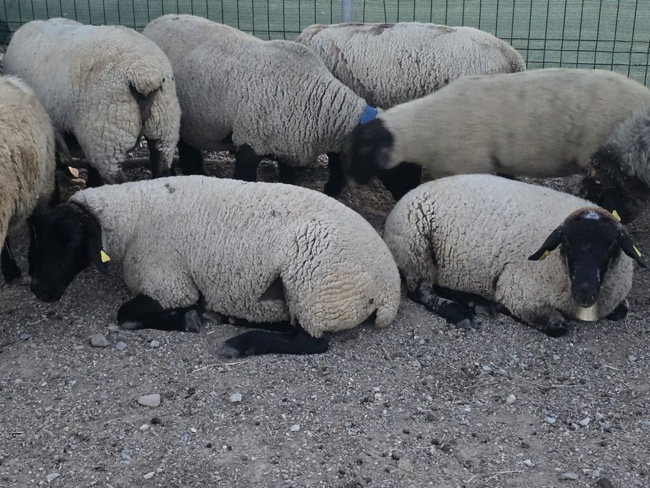 Oi si miei Suffolk