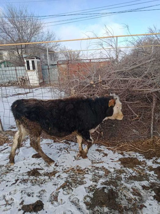 Продам быков,возраст 12 месяцев
