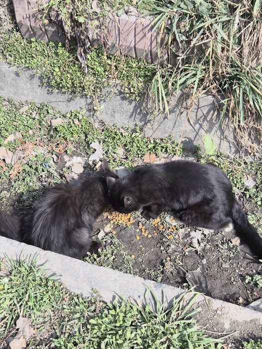 Котёнок котята чёрный