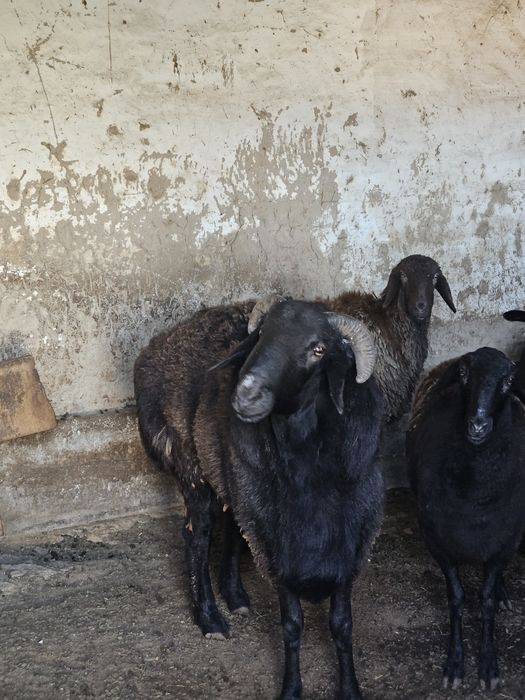 Қошқар мықты әлі жас биыл уйленген