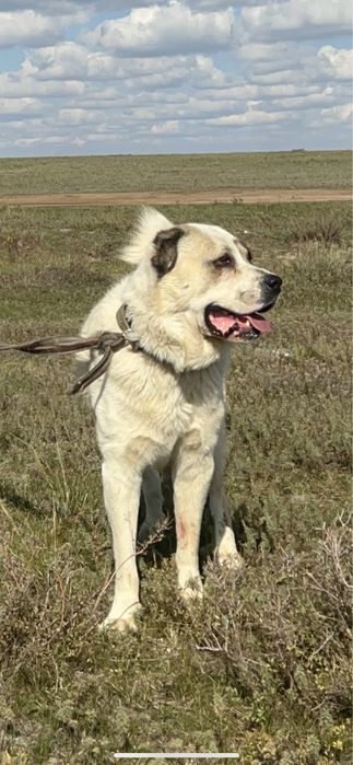 Кобели сао кв. На вязку