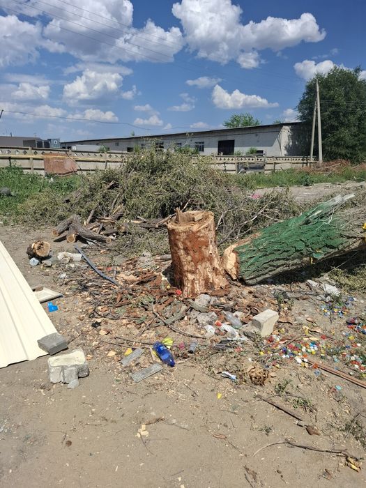 Дерево бесплатно ағаш тегін