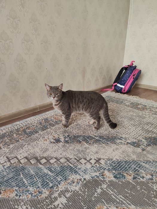 Пропал кот Бобик, с 9 мкр-10 дом