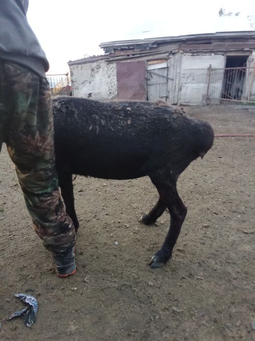 Продам бараних жырные