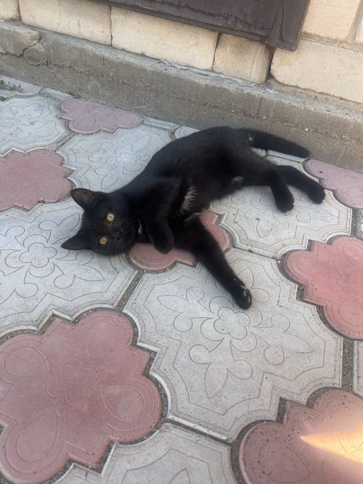 Отдам двух котят даром!,  мальчик и девочка