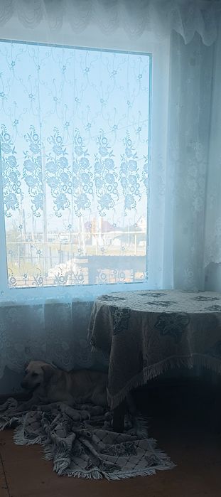 Королевский лаблодор
