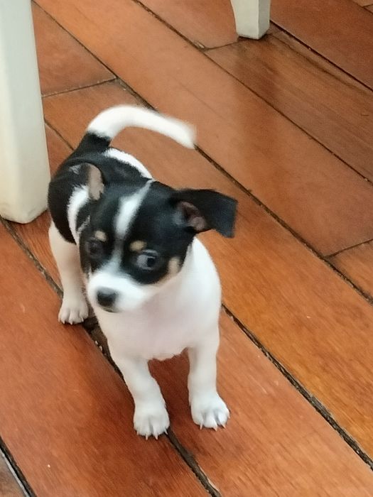 Продается  3,5 месячный Чихуашка.