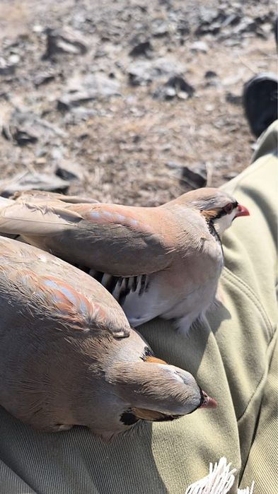 Продам самки самец