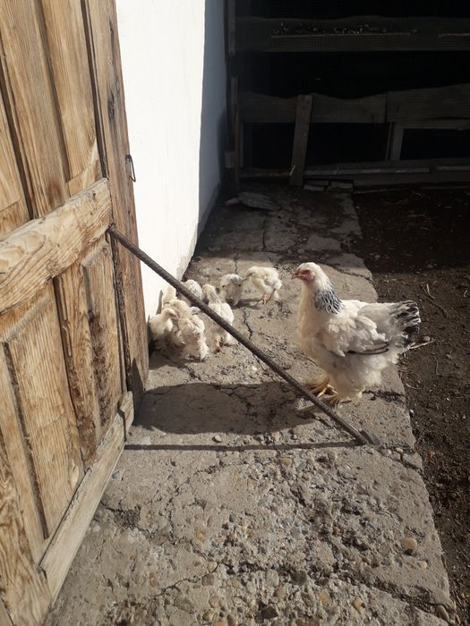 Продам цыплят светлой брамы