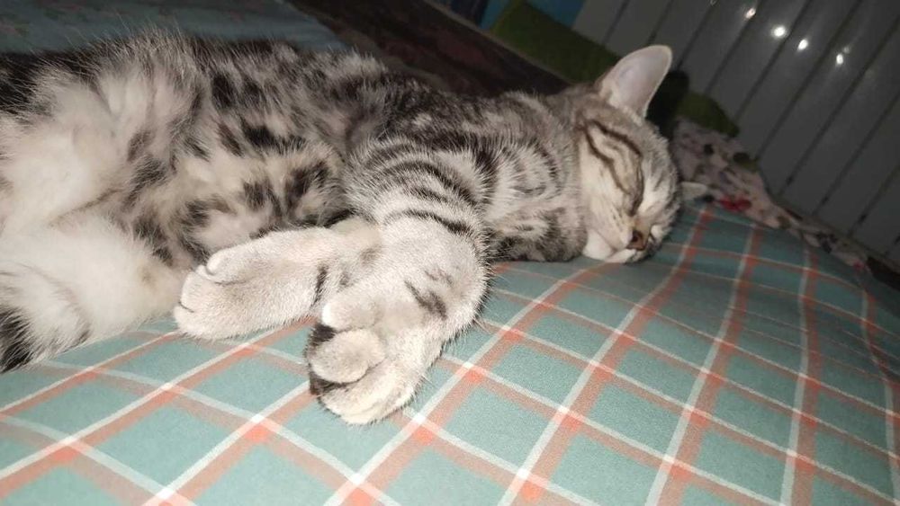 Шатландық мысық ақылды