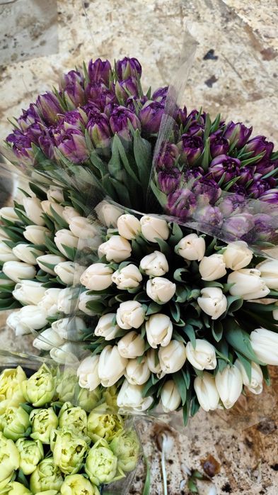 Тюльпаны оптом и в розницу