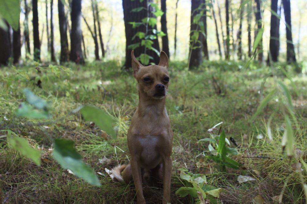 Вязка Той терьер