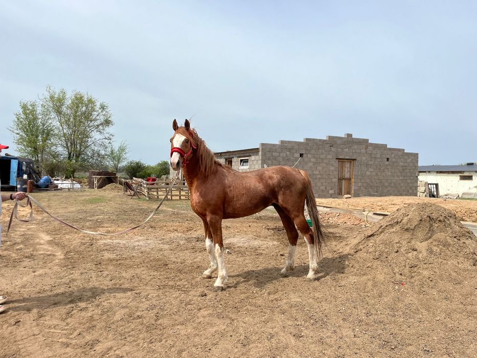 Продается производитель