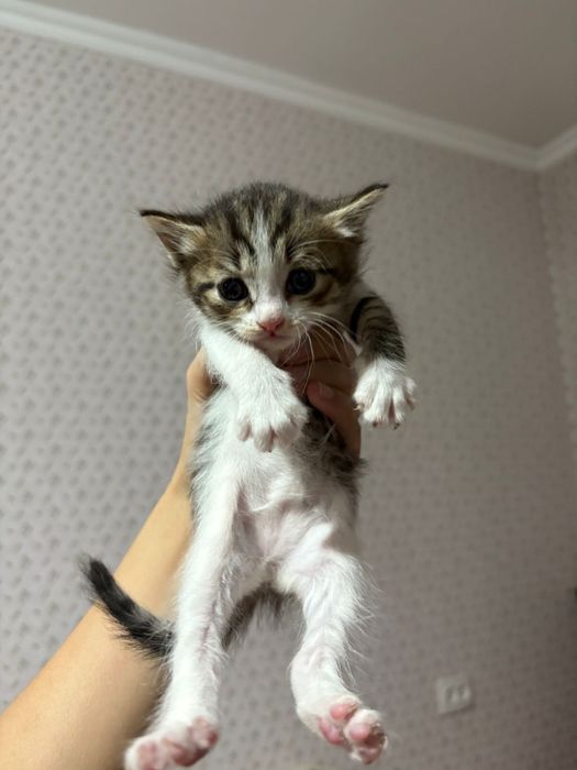 Кошка бесплатно.