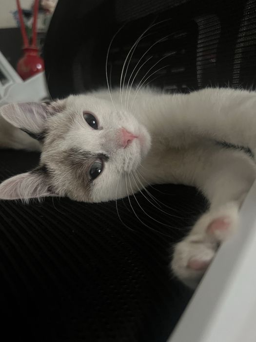 отдаю котенка 4мес бесплатно
