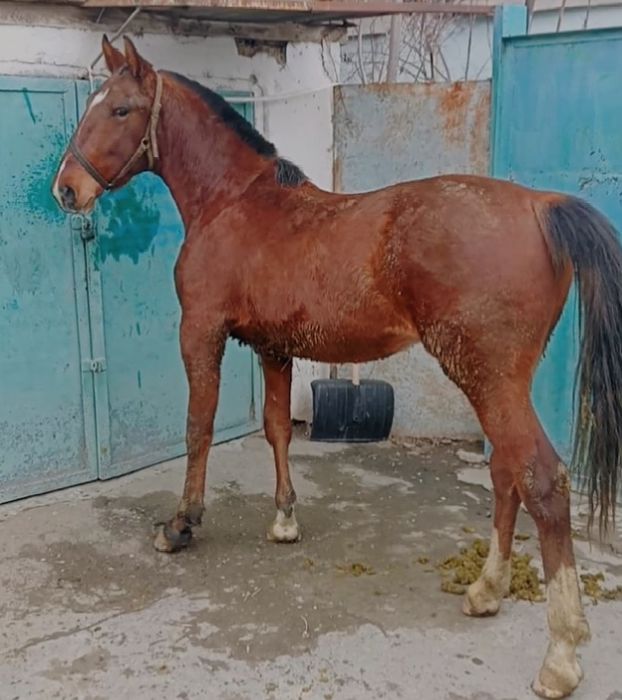 Лошадь продается