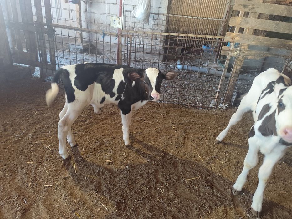 Vitei   Holstein
