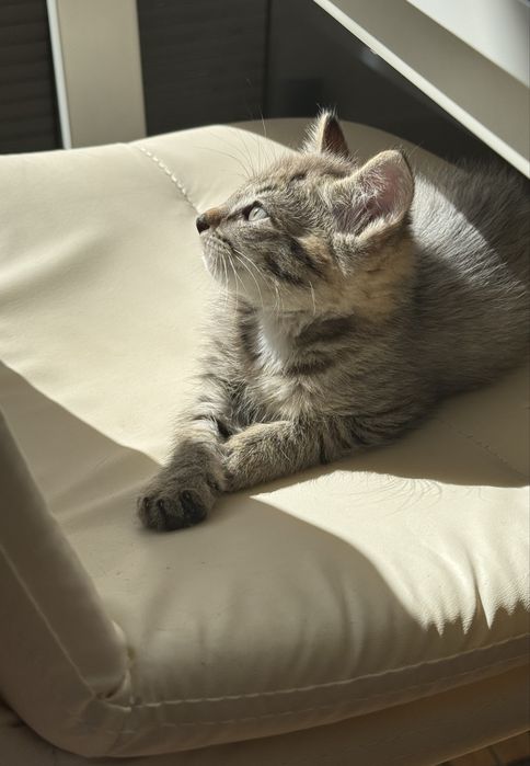 Отдам котят бесплатно