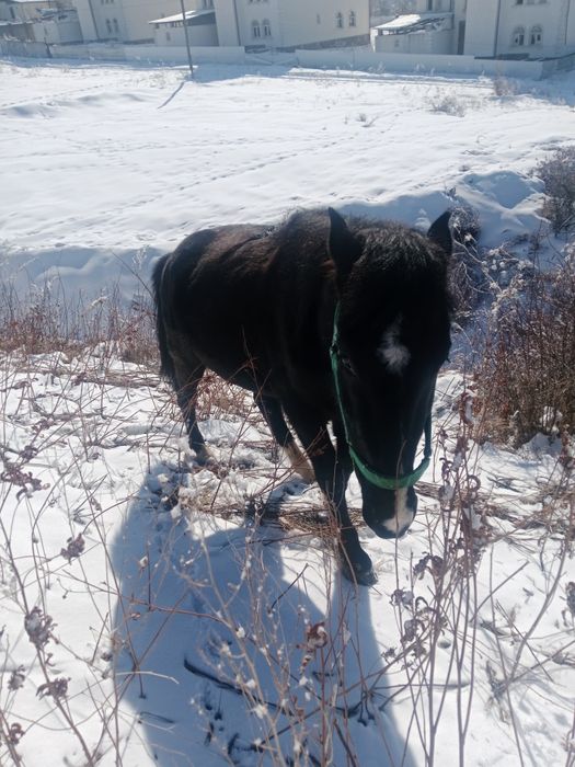 Лошадь Айгыр 3 года будет