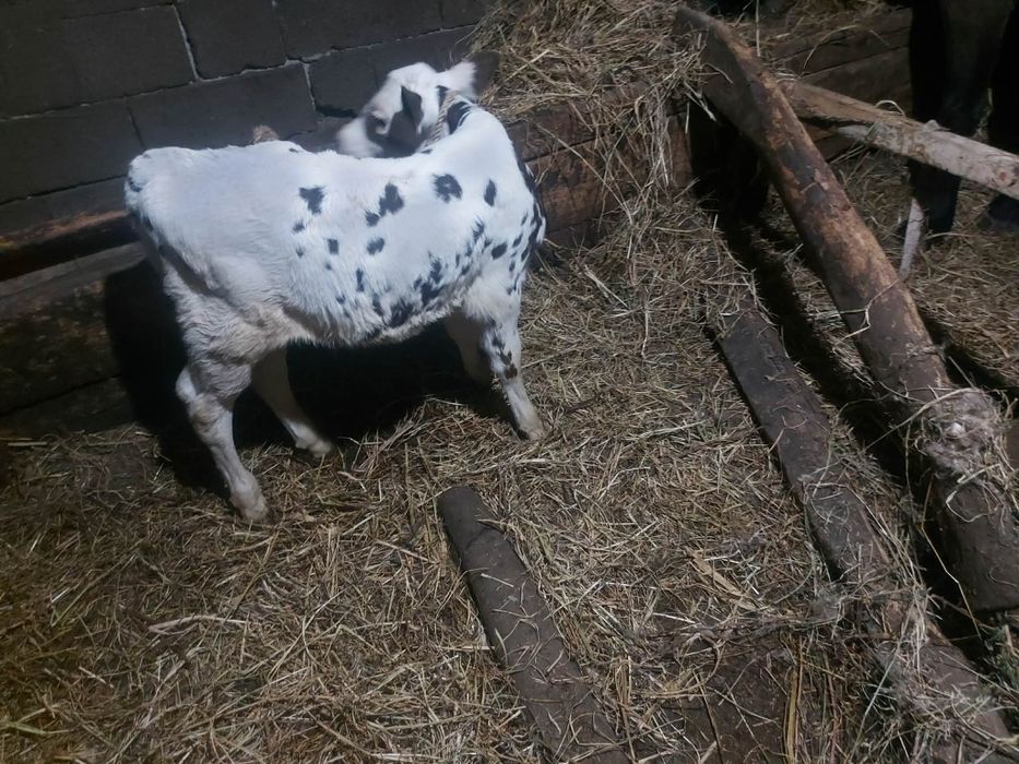 Vând vițel belgian 3 săptămâni