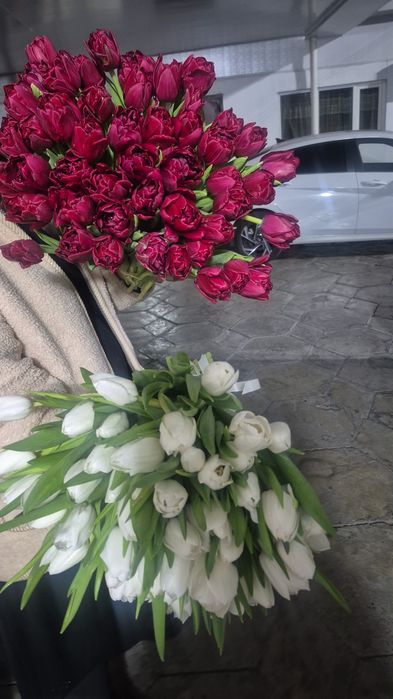 Тюльпаны голландские