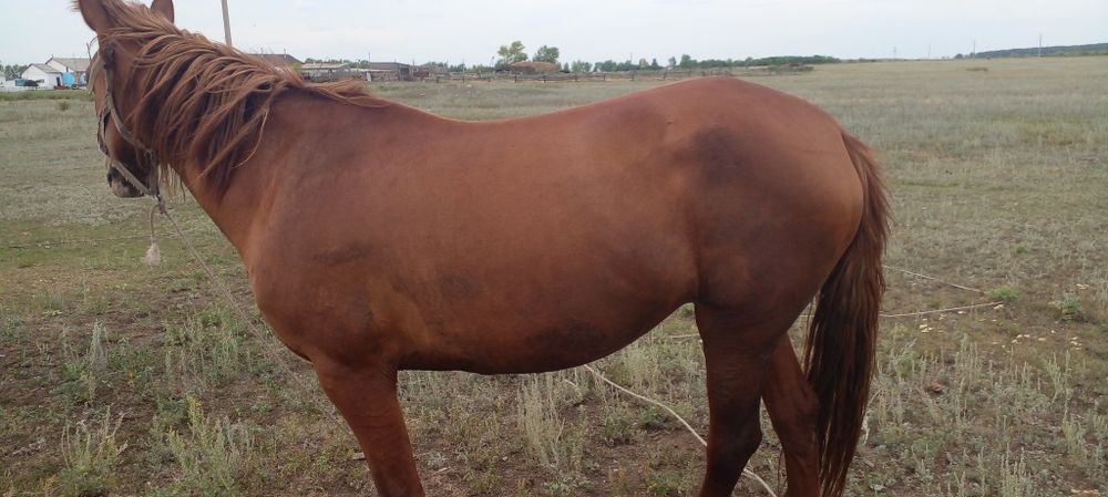 Продам кобылу хорошая крупная