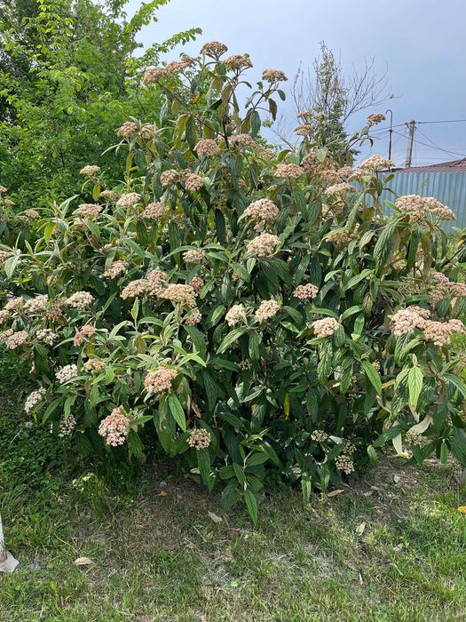 Vand tufe mari de Calin (Viburnum rhytidophyllum) arbusti de 2 metri crescuti in curte