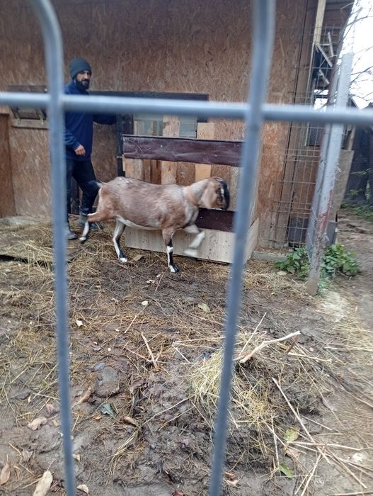 Capră anglonubiană metiș