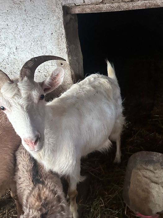 Capra 600 lei Slobozia-Amara