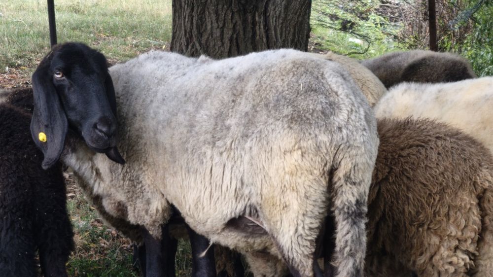 Vant 2 oi si o mioara rasa Tigaie sarbeasca