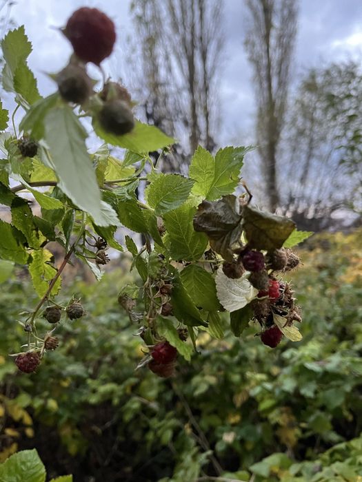 Участка в Чимгане для ИЖС.