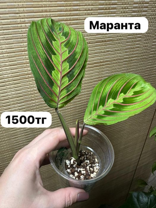 Комнатные растения