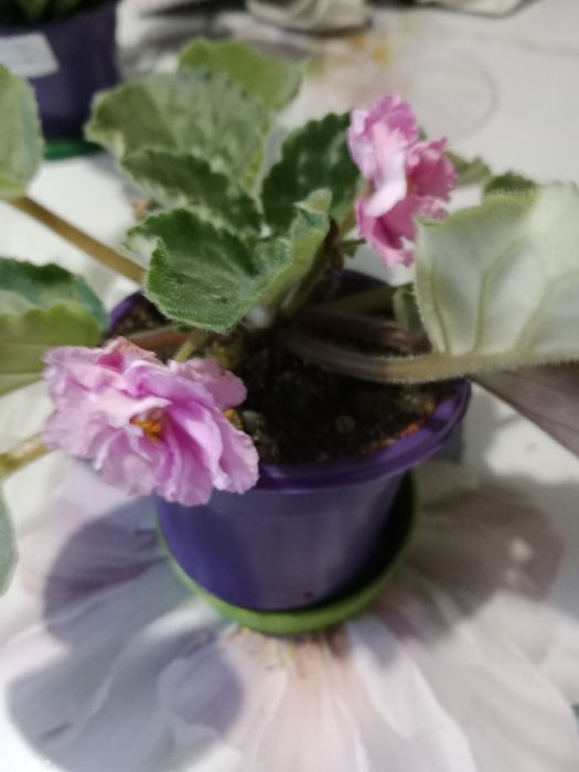 Продам фиалки цветущие