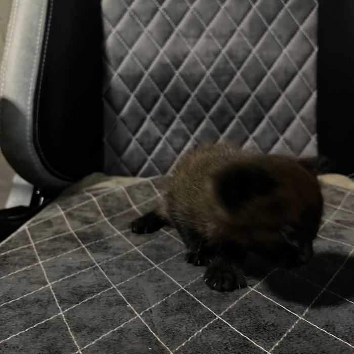 вислоухие котята