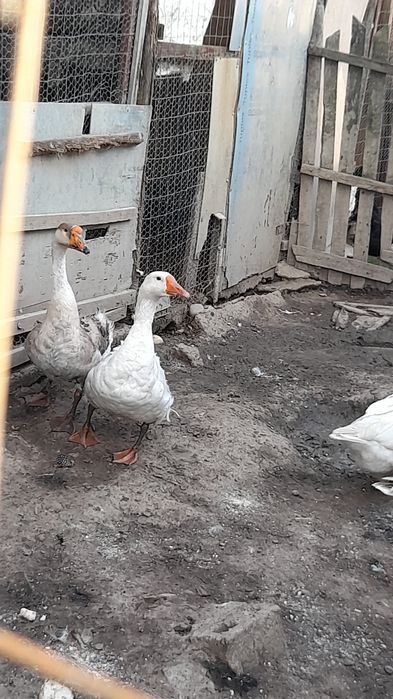 Ghste de vhnzare 5 ghste si 2 ghscani se vide ca am hnca 15 boboci  si hi tin