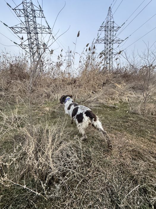 Дратхаар Девочка