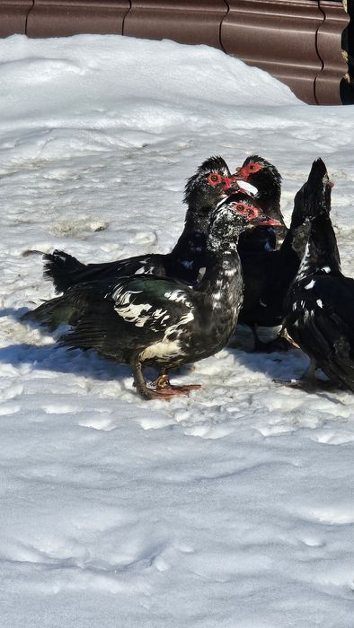 Rate si Ratoi lesesti